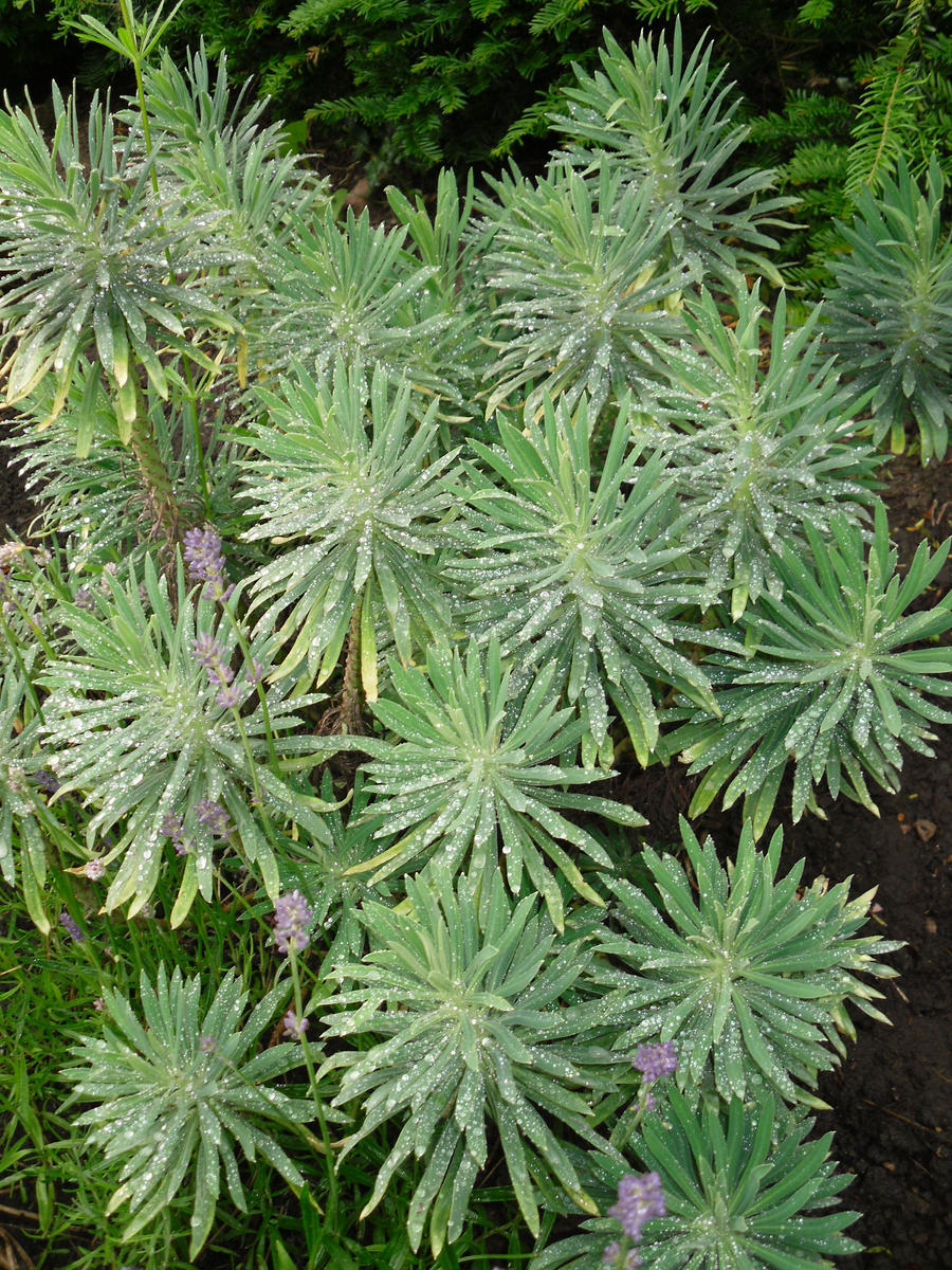 Stock: Spiky Plant