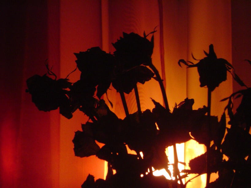 dead roses by Sinfullpain on DeviantArt