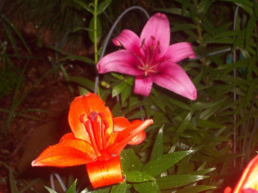 Orange and Pink Flowers