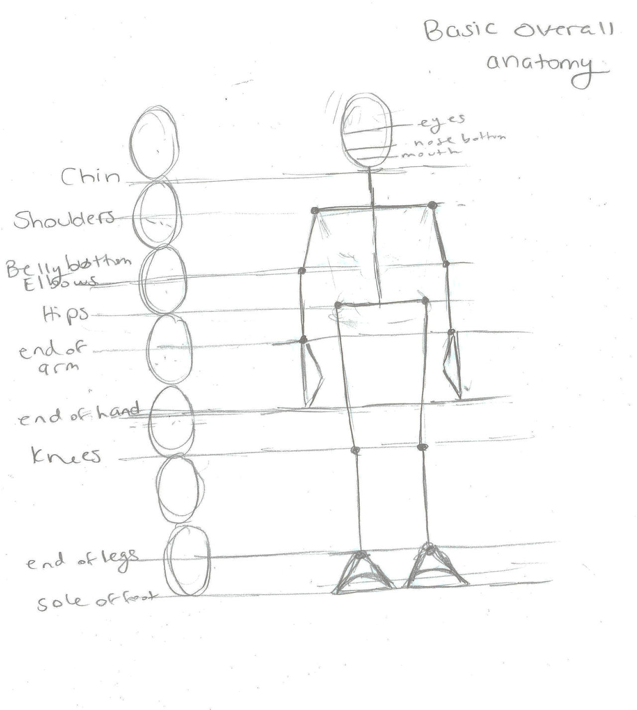 BasicHuman Proportion Tutorial by Tblondie1826 on DeviantArt