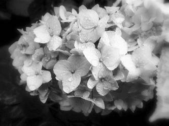 hydrangea.