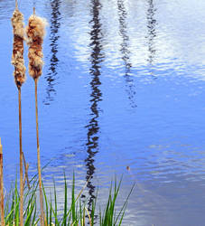 cattails.