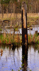 dead tree.