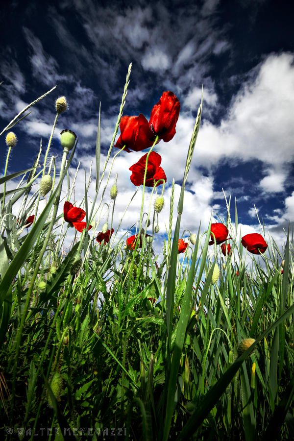 Poppies never lie