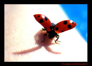 The ladybug takes off