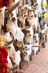 Cattle Skulls and chiles in Sante Fe