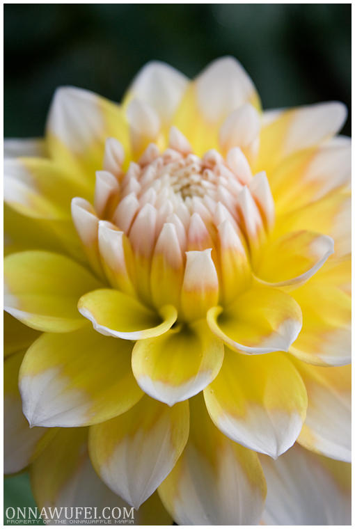 Lemon Yellow Deviantart Lemon Yellow by onnawufei on DeviantArt