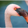 Flamingo of Disdain