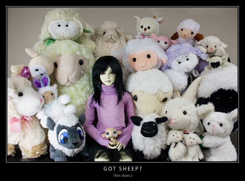 Got Sheep?