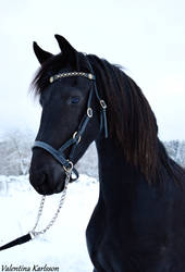 Friesian Beauty