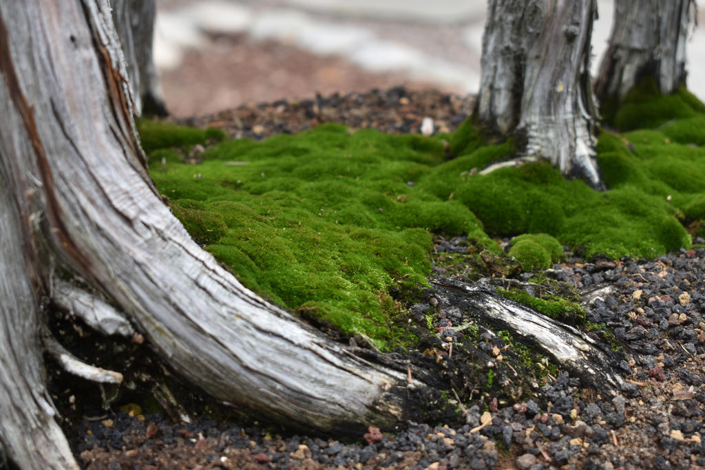 Roots by VioletsAndCheerios on DeviantArt