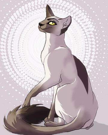 boho cat by Ammyse boho cat by Ammyse