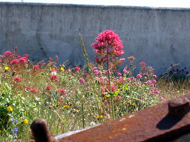 Life Between Cement And Rust