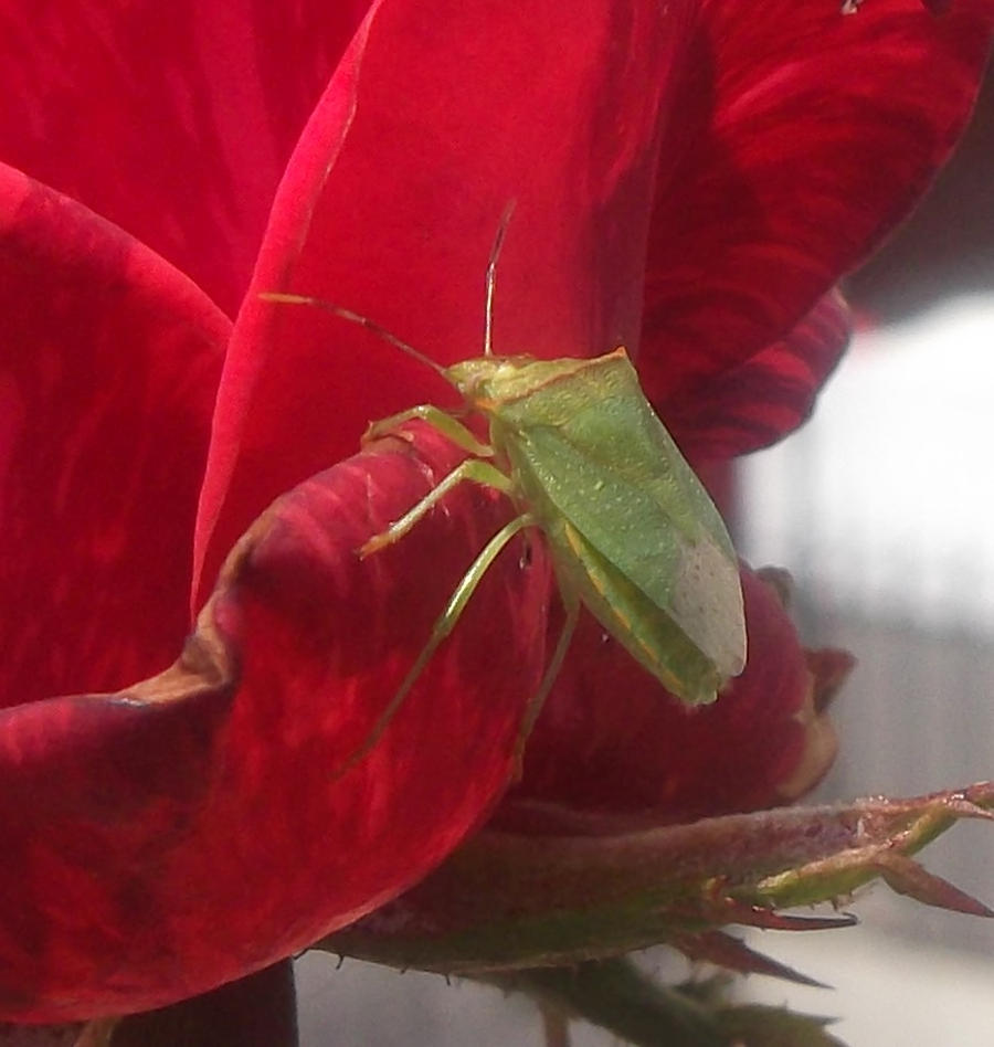 Insecto Verde by temactli on DeviantArt