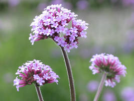 Pink flowers