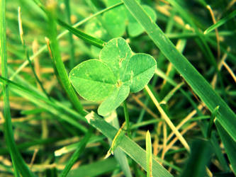 Four Leaf Clover