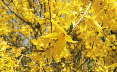 Forsythias