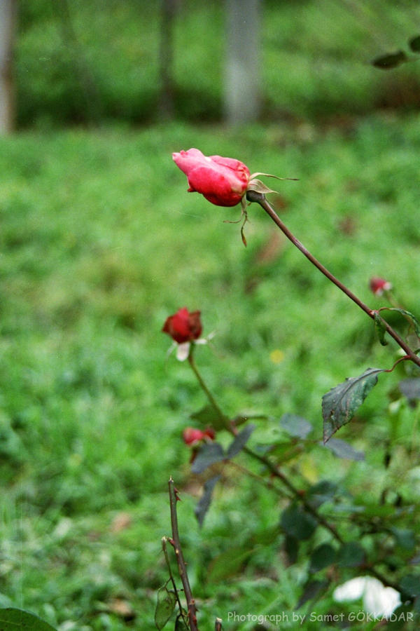 GULLER.. by smyael on DeviantArt