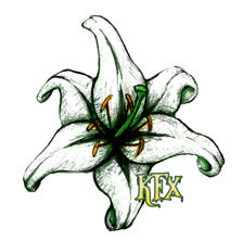 Casablanca Lily - 01