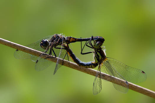 Black Darter Dragonfly (Sympetrum danae)