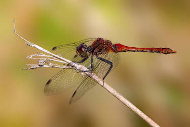 Ruddy Darter Dragonfly (Sympetrum sanguineum)