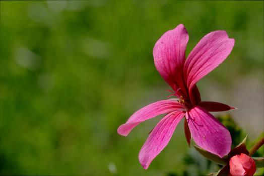 bokeh flower