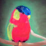 Solitary Lory-Red Love