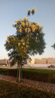 Picture of world cup 2022 Tree...Qatar