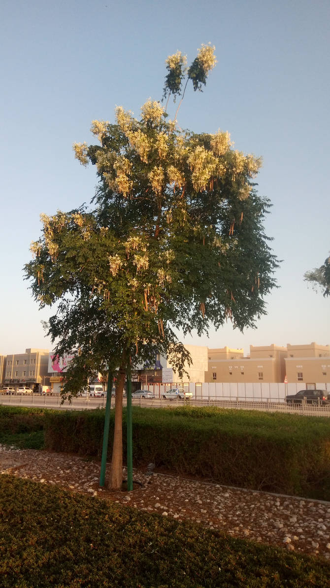 Qatari Tree Picture of world cup 2022 Tree...Qatar by fatma123fatma123 on DeviantArt
