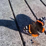 Red Admiral