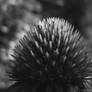 Coneflower