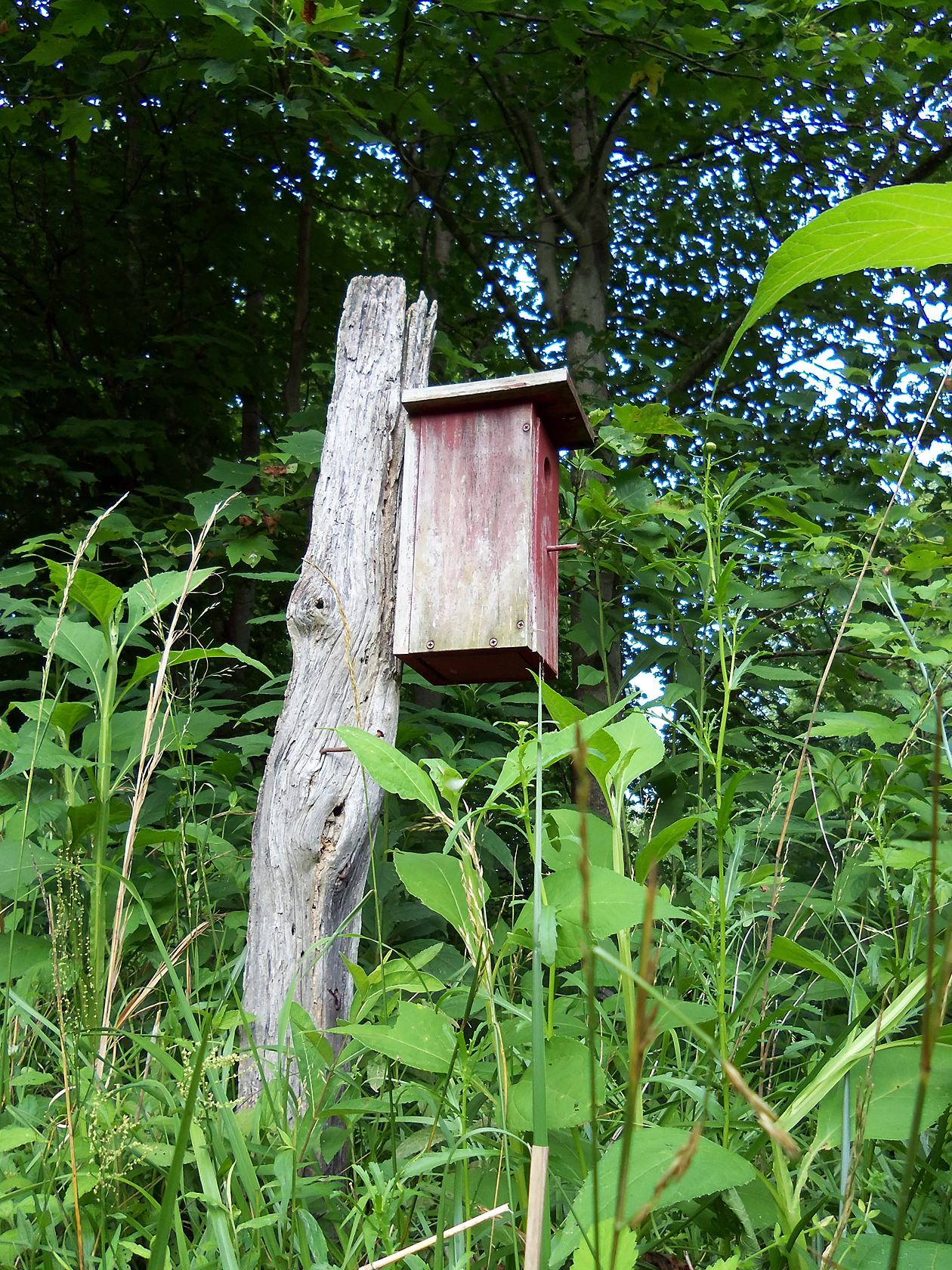 Bird House