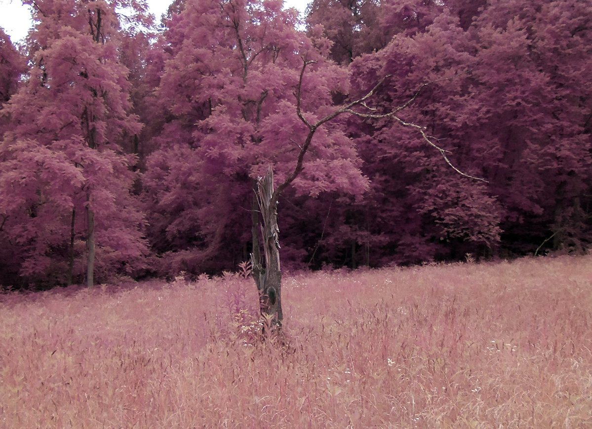 Strange Place for a Tree