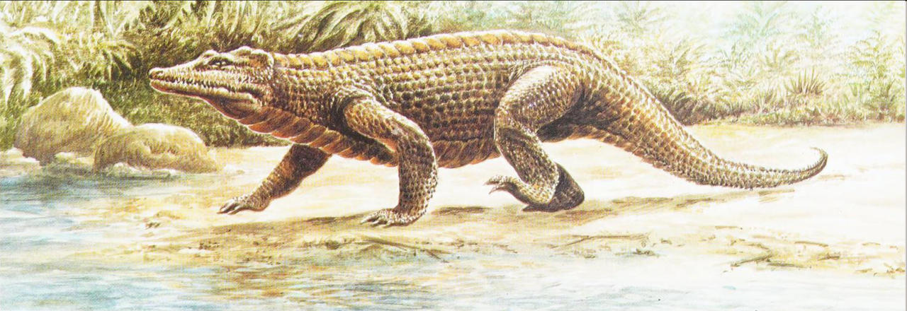 Protosuchus by Kingofallkongs on DeviantArt
