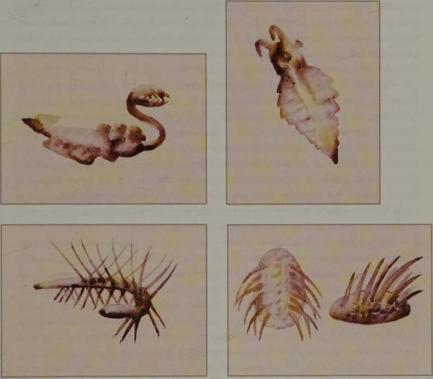 Cambrian Creatures by Kingofallkongs on DeviantArt