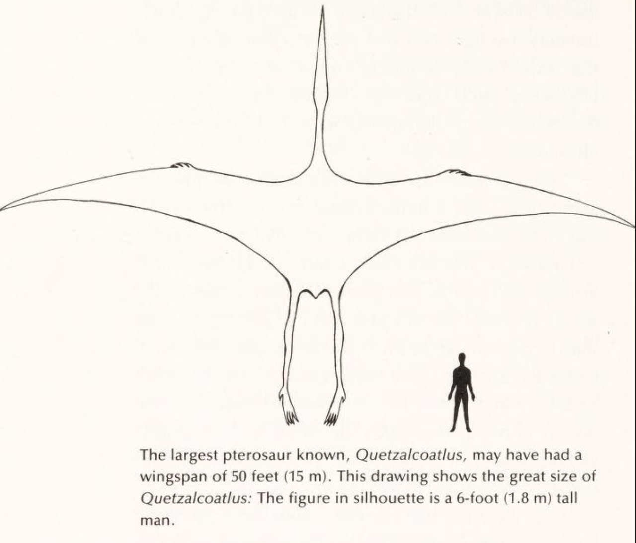 Quetzalcoatlus Size Comparison By Kingofallkongs On DeviantArt quetzalcoatlus-size-comparison-by-kingofallkongs-on-deviantart