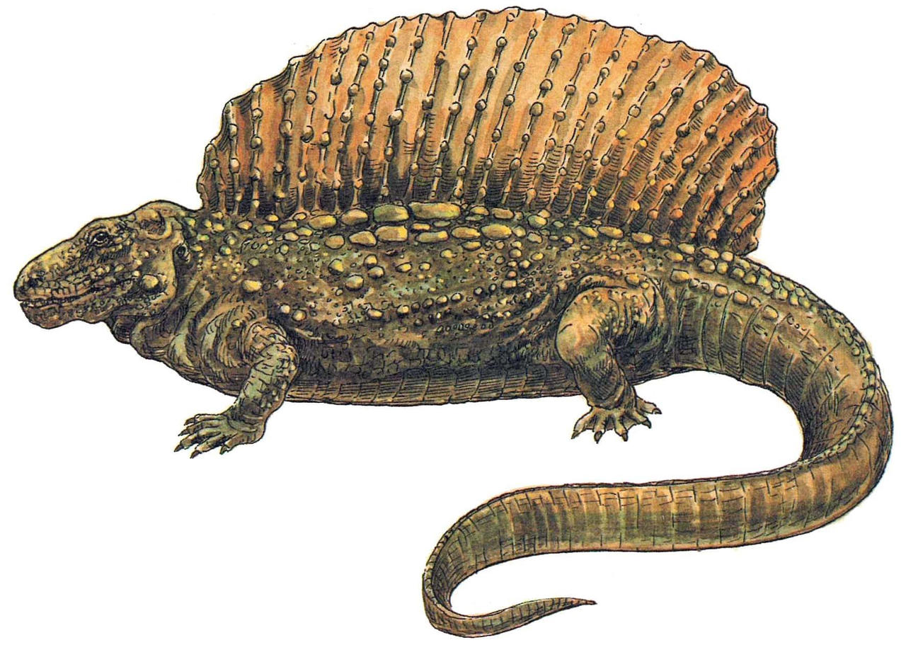 Edaphosaur 1986 Edaphosaurus by Kingofallkongs on DeviantArt