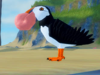 A curious Puffin with a shell