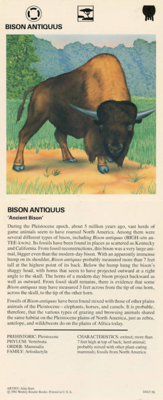 1981 Bison Antiquus card by Kingofallkongs on DeviantArt