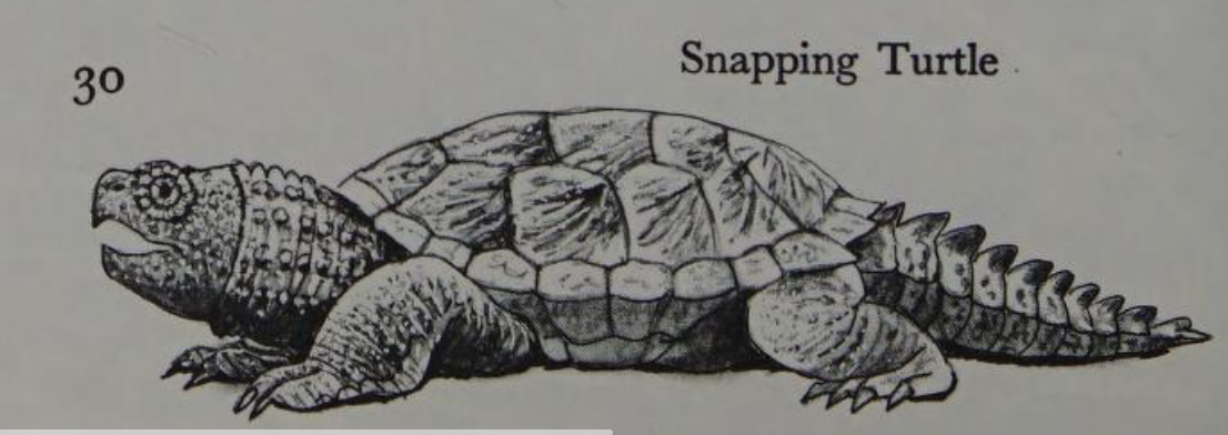 Snapping Turtle by Kingofallkongs on DeviantArt