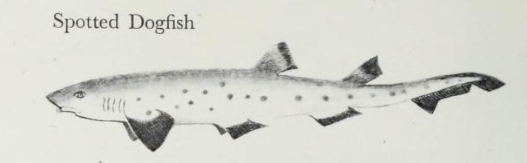 Spotted Dogfish by Kingofallkongs on DeviantArt