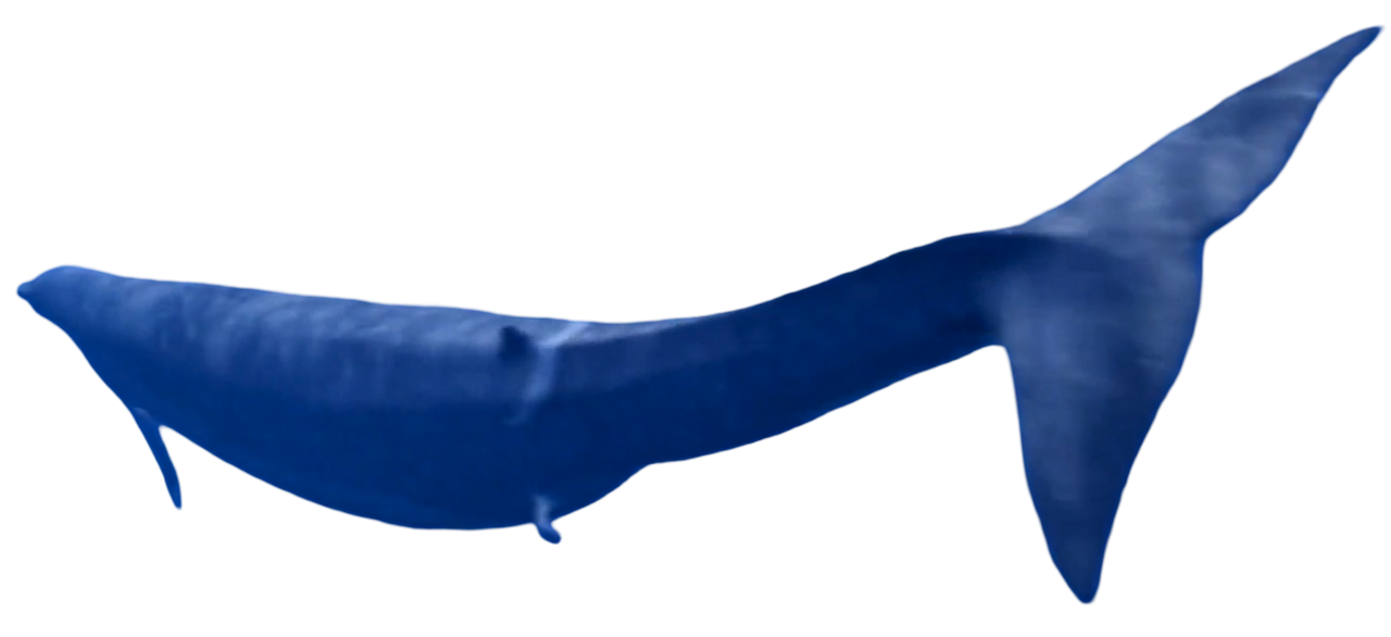 Basilosaurus Deviantart Basilosaurus by Kingofallkongs on DeviantArt