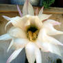 Cactus flower (day)