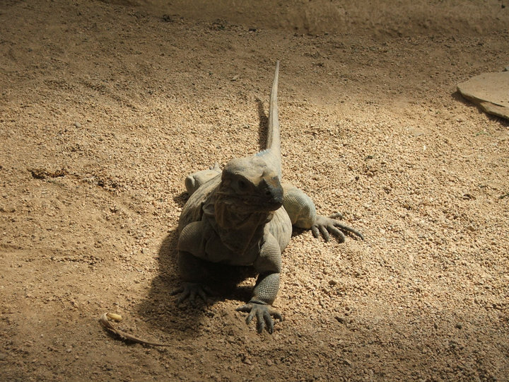 Komodo Dragon