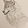 Wolf study 