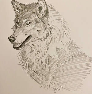 Wolf study 