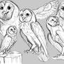 Owls!