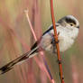 Long-tailed tit - 2022-01-15 | 1