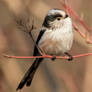 Long-tailed tit - 2022-01-15 | 2