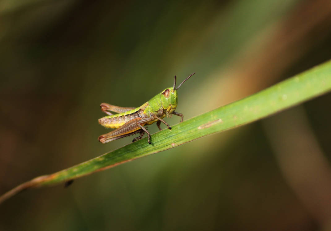 Grasshopper